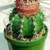 Melocactus_depressus_1